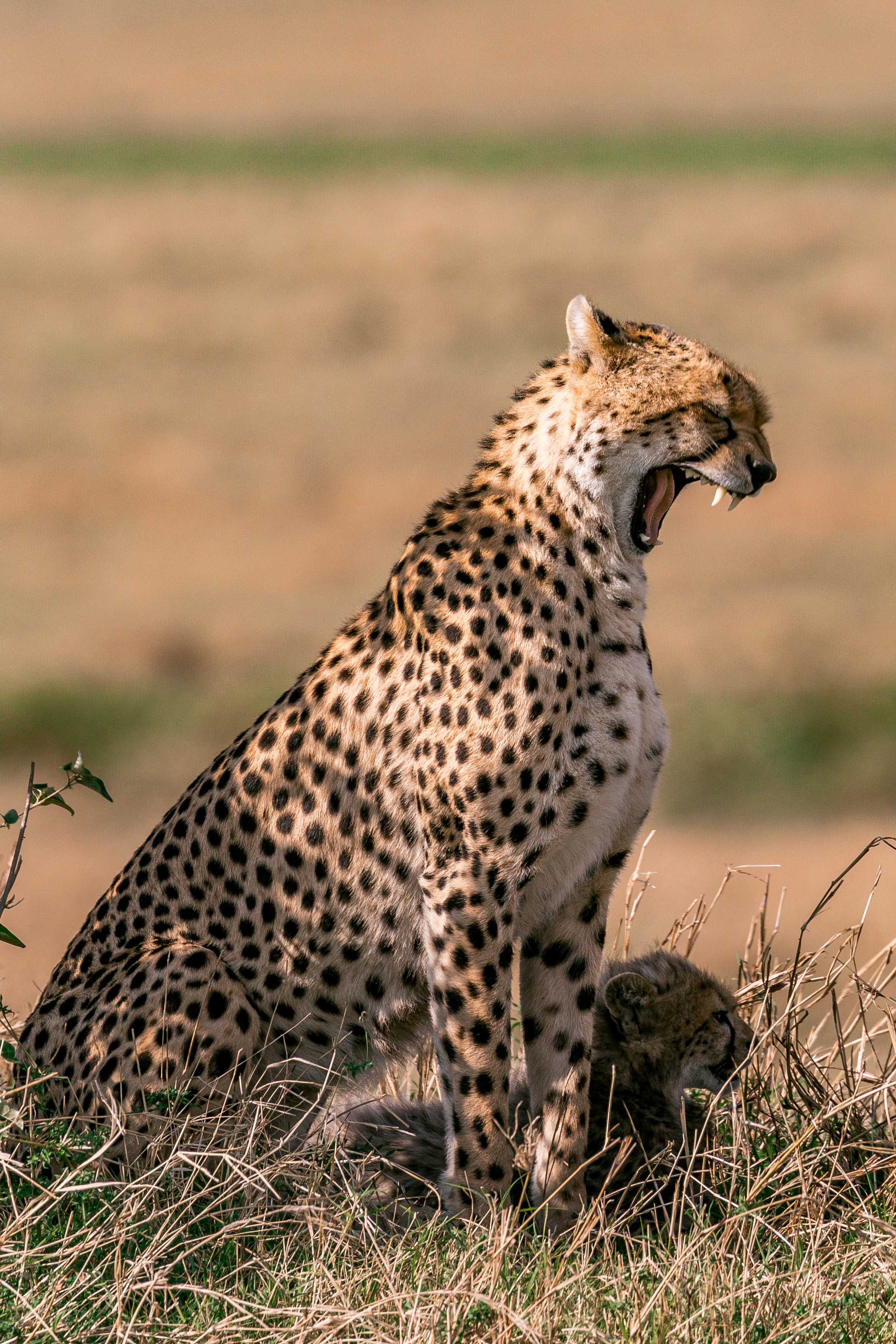 cape town safari - cheetah
