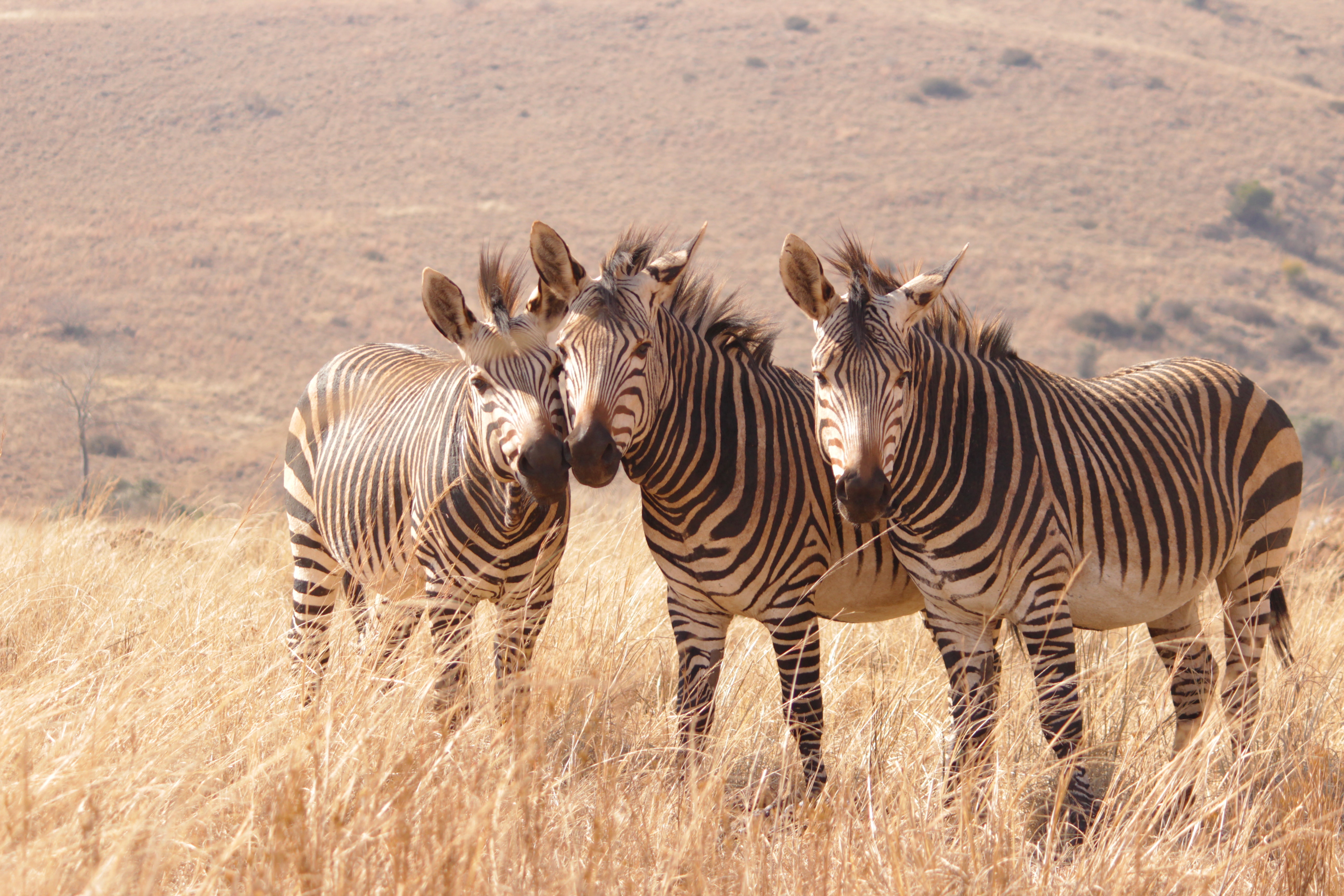 Safari tours from cape town area